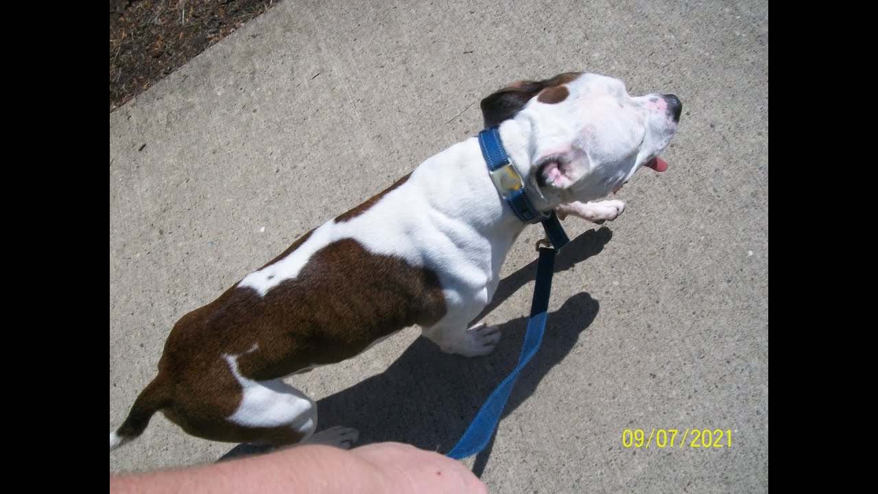 Zeke's SARF Diet Meal {Sept. 8, 21} 