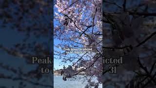 Cherry blossom season is almost here! #spring