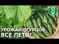 РАССАДА ОГУРЦОВ ХОРОШО ПРИЖИВЕТСЯ, А УРОЖАЙ УДИВИТ! Эффективные советы по высадке огуречной рассады!