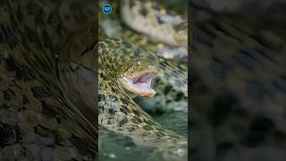 This Snake Hunts Fish Underwater 😨🐍