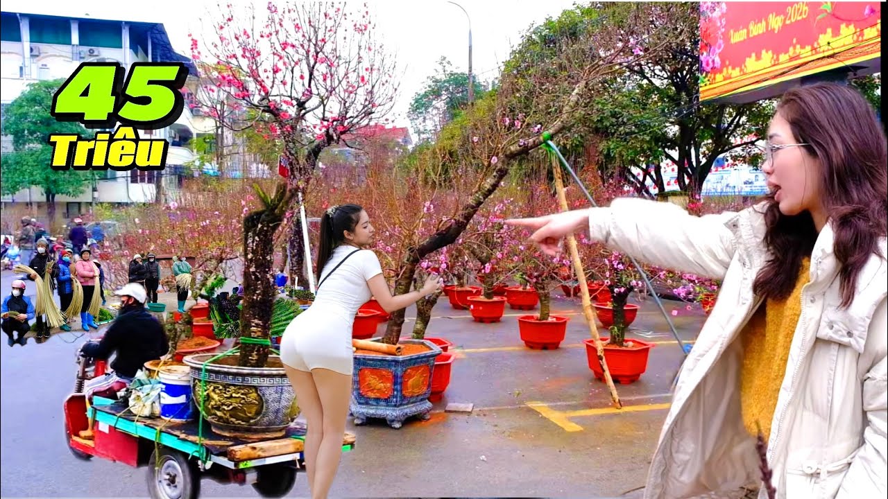 SỐC ! CÂY ĐÀO NÀY MÀ  45  TRIỆU - CHỢ ĐÀO TẾT LẠNG SƠN