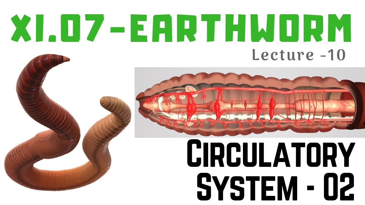 NEET - Earthworm 10 - Circulatory system (Part B) - YouTube