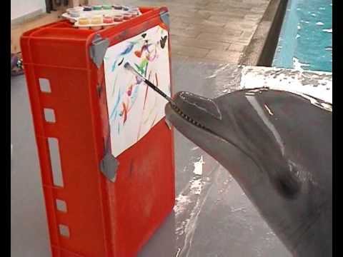 Thumb of Dolphin video