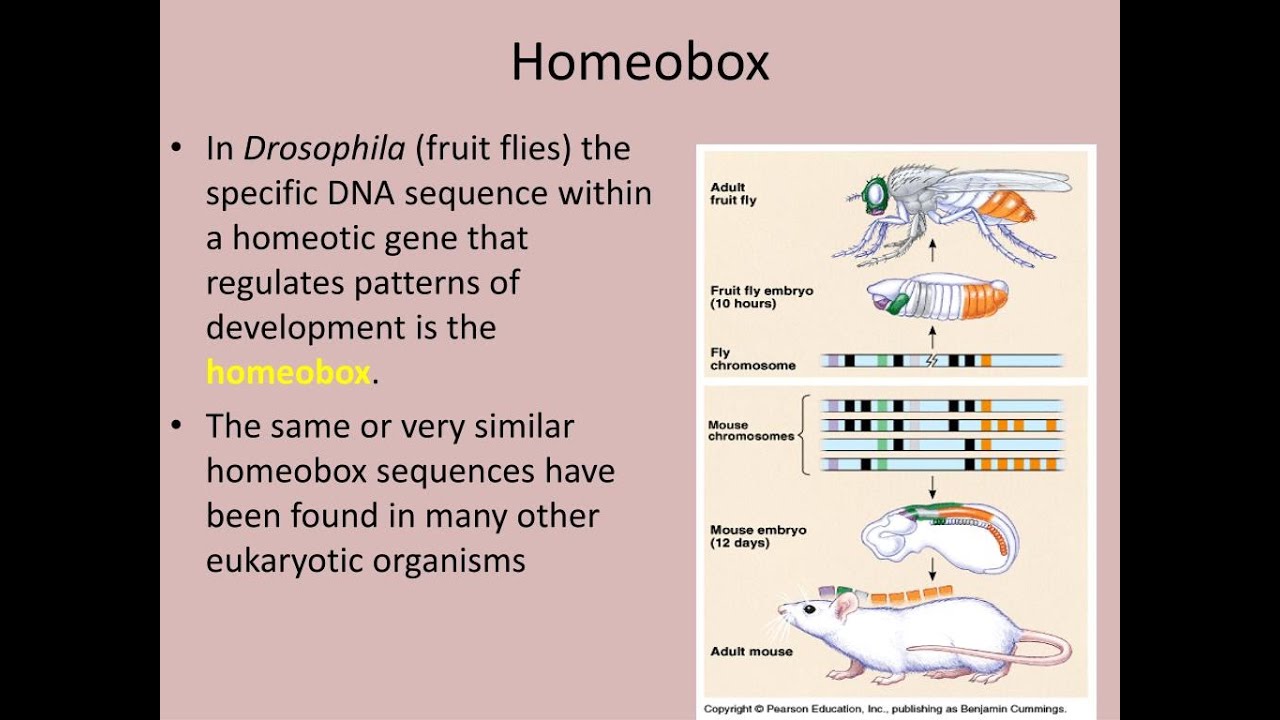 Homeobox Genes in respect to Body development - YouTube