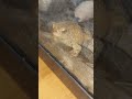 She miss the cricket #funny #frog #cute #trending #helpmemakethismakesense #memes