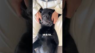 Dogs Love These 4 Mage Spots