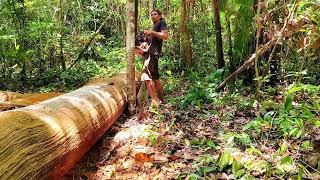 Download Lagu Penemuan langka kayu ulin purba banyak dahan MP3 Download Lagu Penemuan langka kayu ulin purba banyak dahan MP3