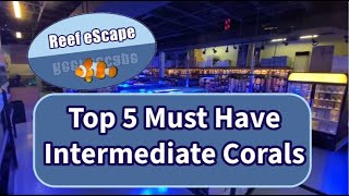 Our Top 5 Must Have Intermediate Corals