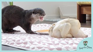 A boiled whole chicken for otter Bingo&Belle