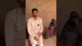 14 से 18 लीटर दूध की✅ टॉप की झोटिया और गाय 🏆 Buffalo For Sale 🎉Brar Dairy Farm 😱#animals #murraha