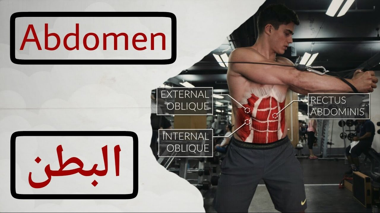 عضلة البطن : شرح | تمارين | التشريح العضلى | الإداء الصحيح | تعليمات السلامة