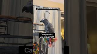 Gizmo tried a British Accent for the first time #africangrey #talkingparrot #talkingbirds #shorts