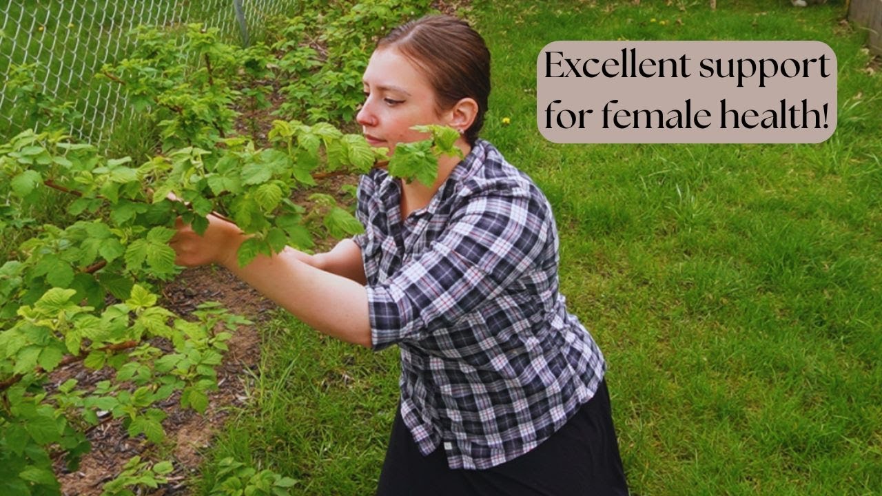 Сбор листьев малины для чая