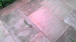 beware of a friendly squirrel 360