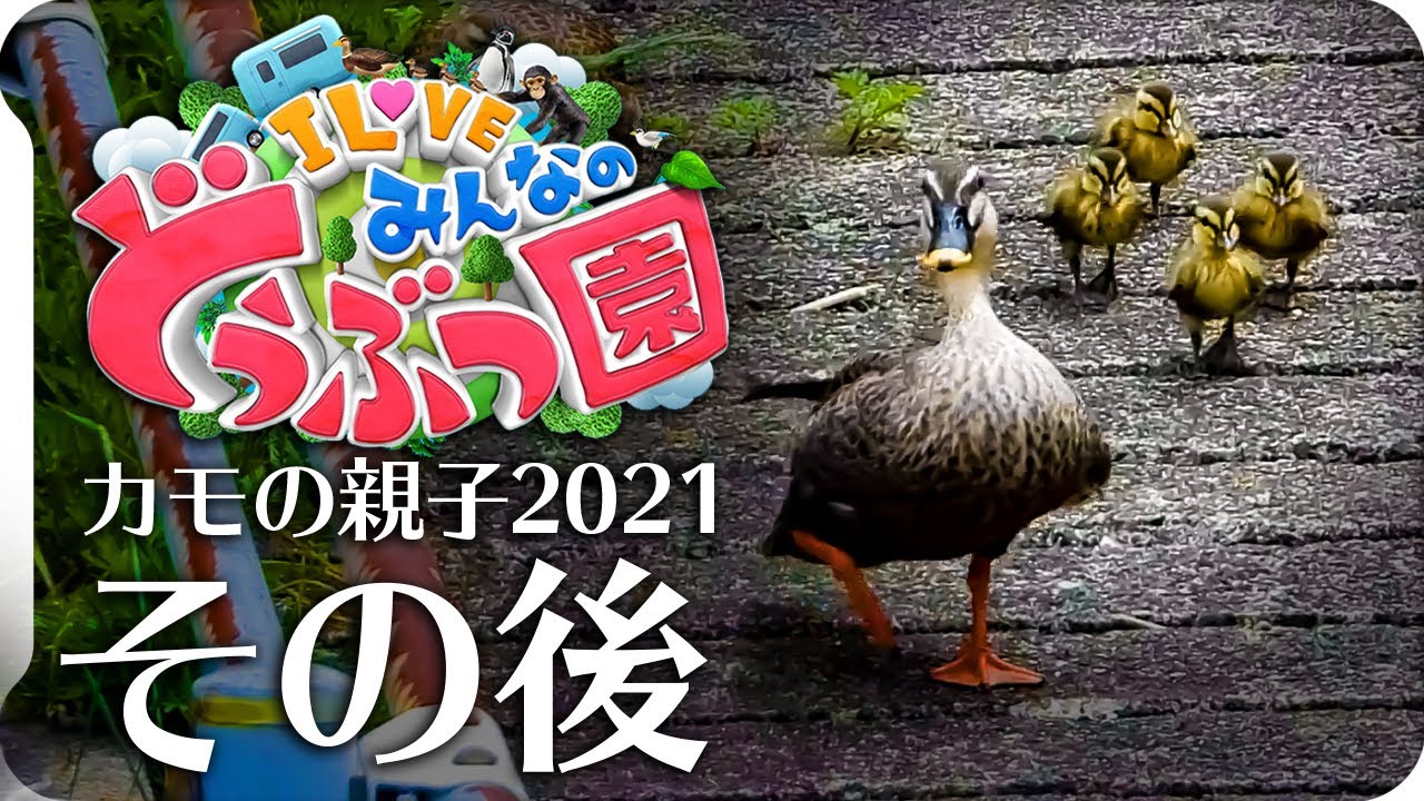 始】カルガモ親子まとめAb組①みんなのどうぶつ園の赤ちゃんカモの