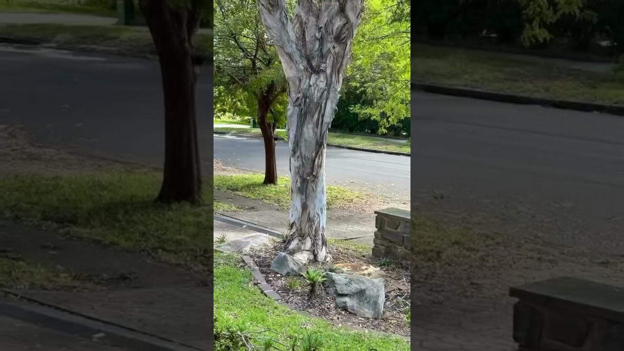 Jim’s Mowing Illawong’s first year at Jim's Mowing. #jimsmowing