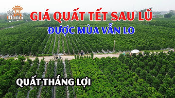 Vượt qua bão lũ Quất Tết 2025 Thắng Lợi Văn Giang Hưng Yên: Sẵn sàng cho một mùa bội thu #hnp
