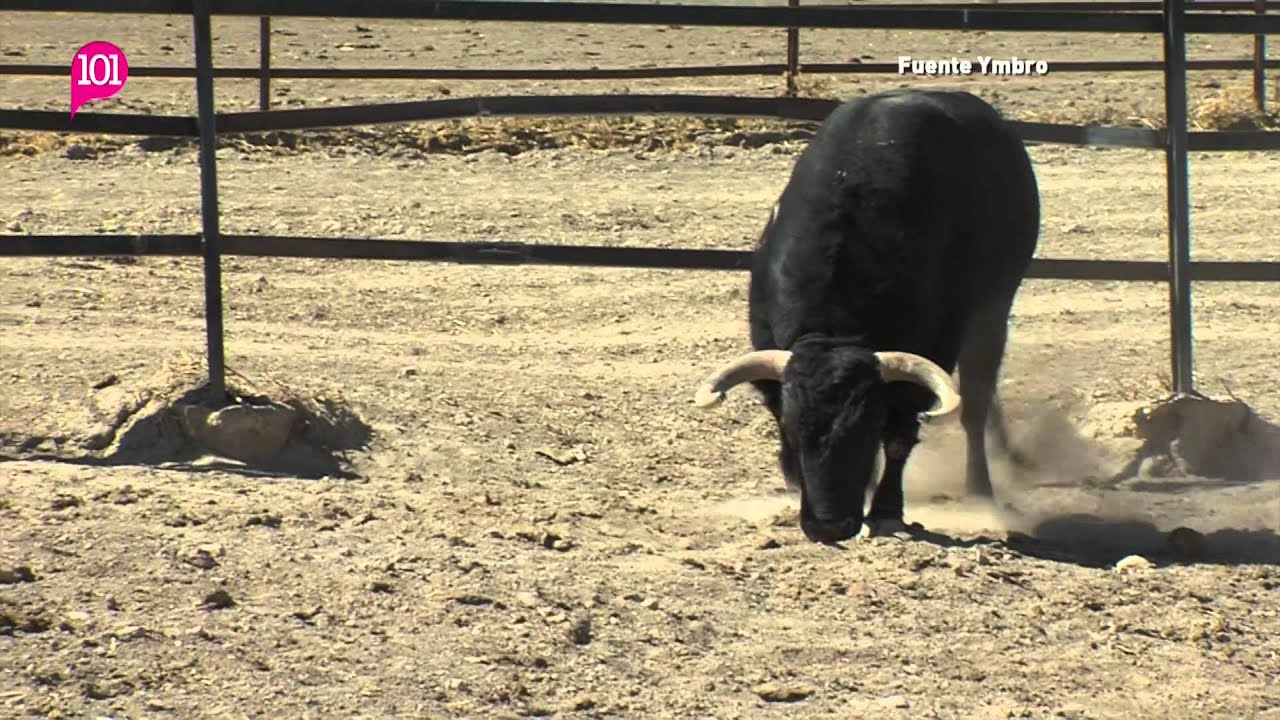 Reportaje Ganaderiá de Fuente Ymbro para 101tv