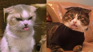 Funniest Animals - Best Of The 2021 Funny Animal Videos 😹🐶