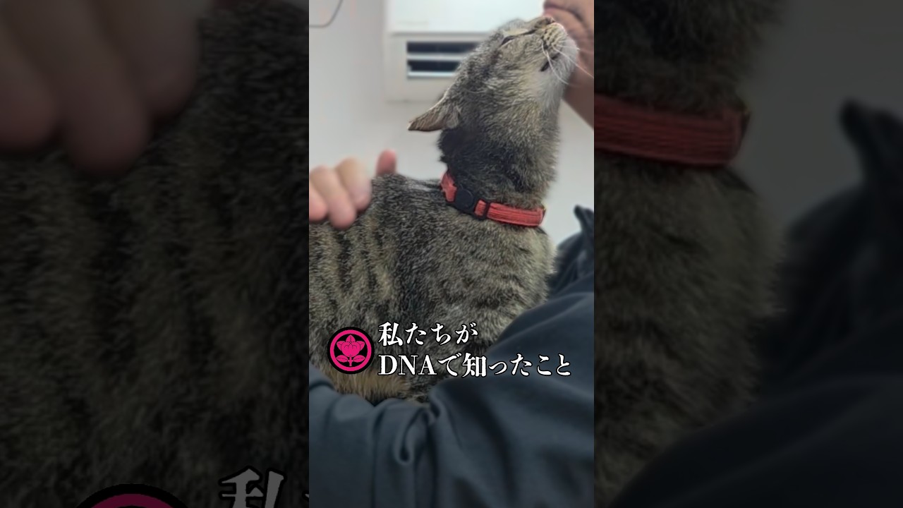 野良猫うめに宿るDNA⑤ - YouTube