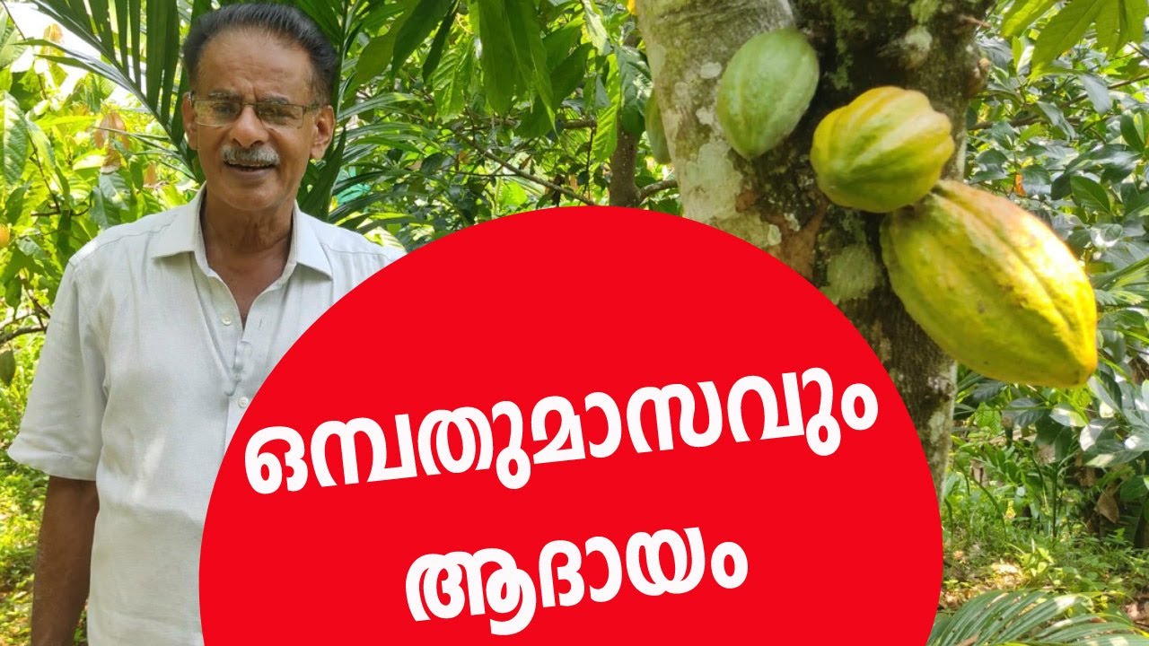 ഇനി കൊക്കോയുടെ കാലം  | കൊക്കോ കൃഷിപാഠം-3#cocoa #cocoacultivation
