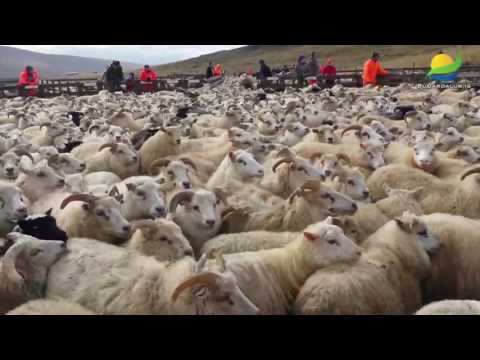 Gillastaðarétt sunnudaginn 15 september 2013 HD