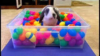 Surprise Eggs Filled With Treats For A Bunny