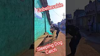 Mafia Gang Attack Sleeping Dog #sleep #shorts #ytviral #streetdogrevival #animals #pets