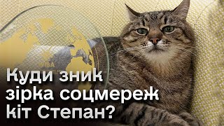 🤔 Куди зник блогер-мільйонник кіт Степан з Харкова? Його лайкала навіть Брітні Спірс!