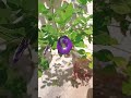 Wow 🌸🥀🌱🌾Aparajita update #garden #flowers #gardening #shorts