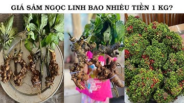 GIÁ SÂM NGỌC LINH BAO NHIÊU TIỀN 1 KG?
