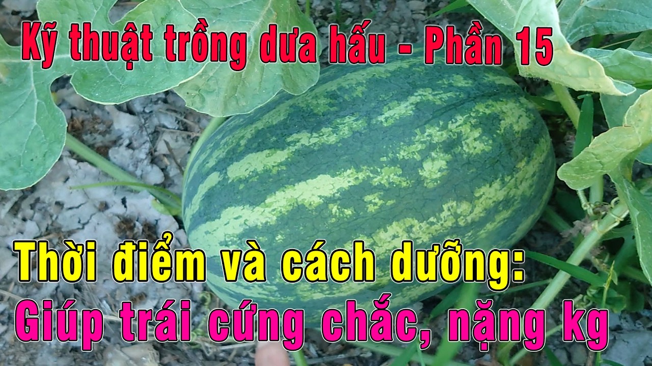 Phần 15 - Thời điểm và cách dưỡng giúp trái dưa hấu cứng chắc, nặng ký | Dưa hấu SH68