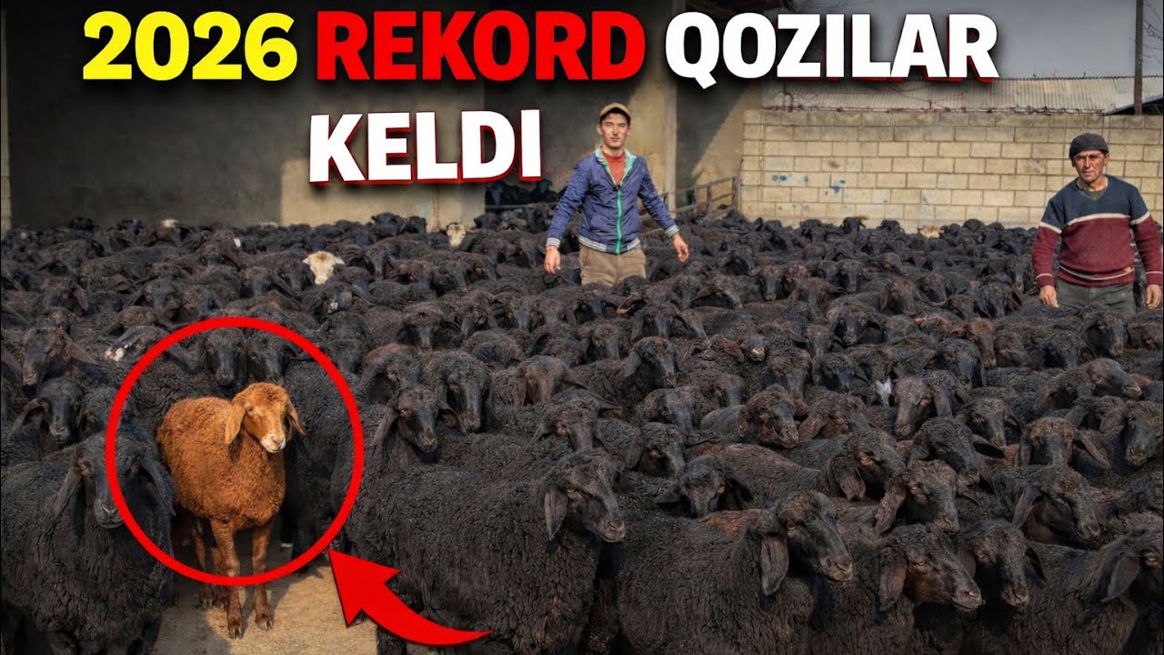 N-1 2026 QOZILAR KELDI ULGURIB QOLING