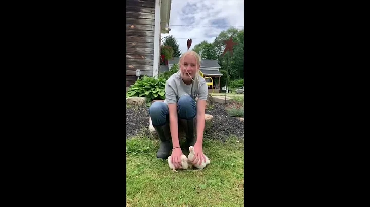 Lindsey Kolb Chickens
