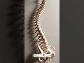 Back Pain? We’ve Got Solutions! #wellnessforlife #BackPainRelief #ChiropracticCare
