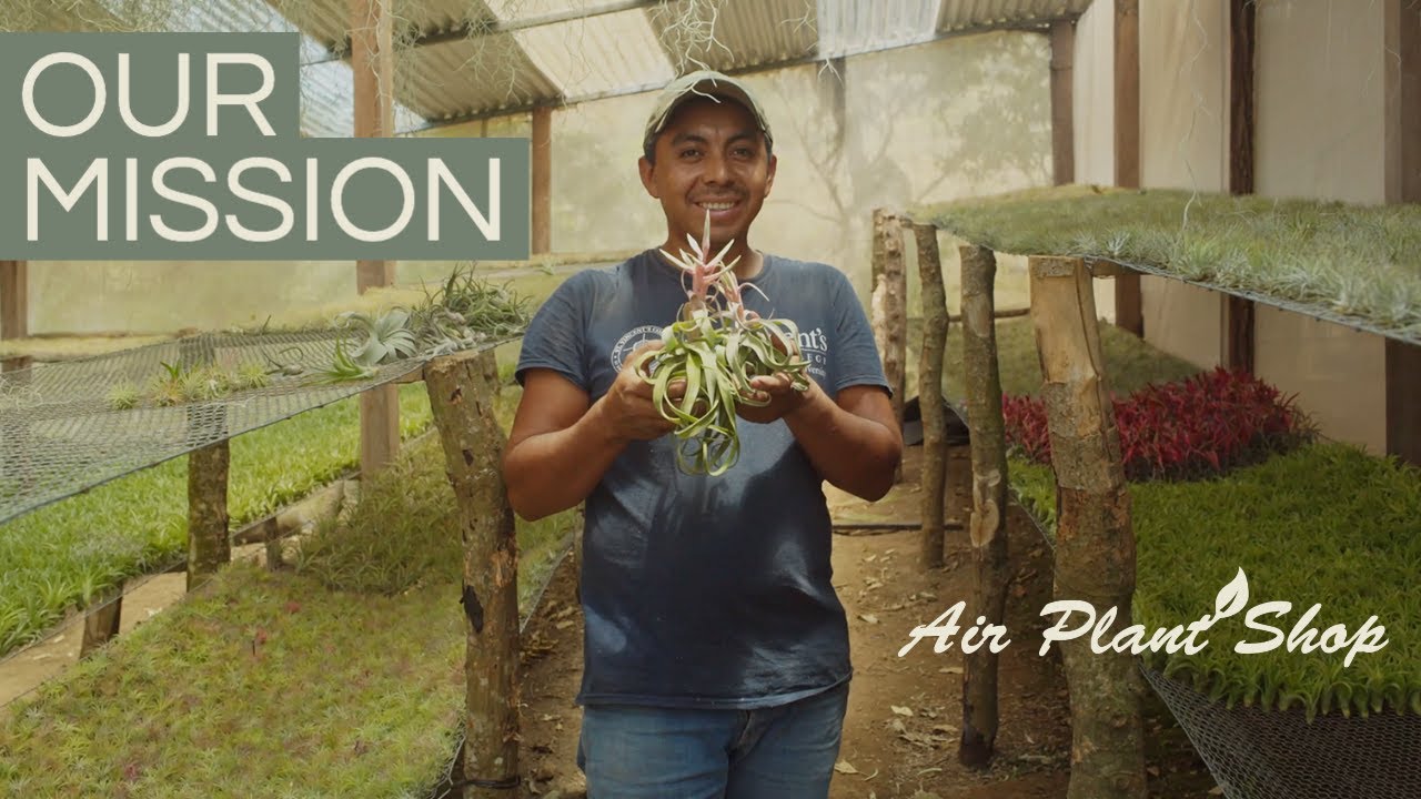 Air Plant Shop's Mission | Where Do Our Air Plants Come From?