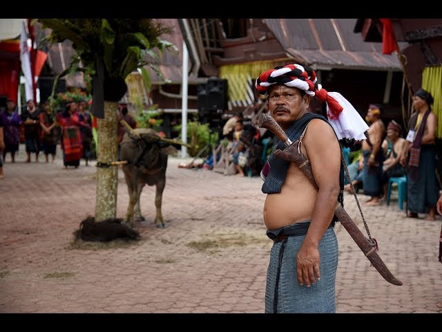 Begini Serunya Upacara Adat Tradisional Suku Batak Toba di Tomok class=