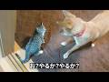 先住犬vs新入り猫【ﾍﾟﾁﾍﾟﾁﾍﾟﾁｯ!!!】