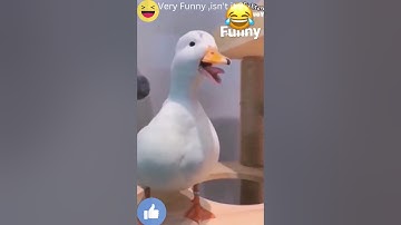 #shorts #I try not to laugh the funny duck and donkey #shorts #funnyvideo #laugh #funny