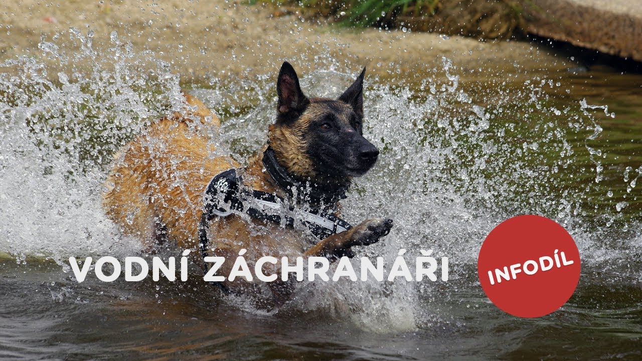 Vodní psí záchranáři - Tlapka TV