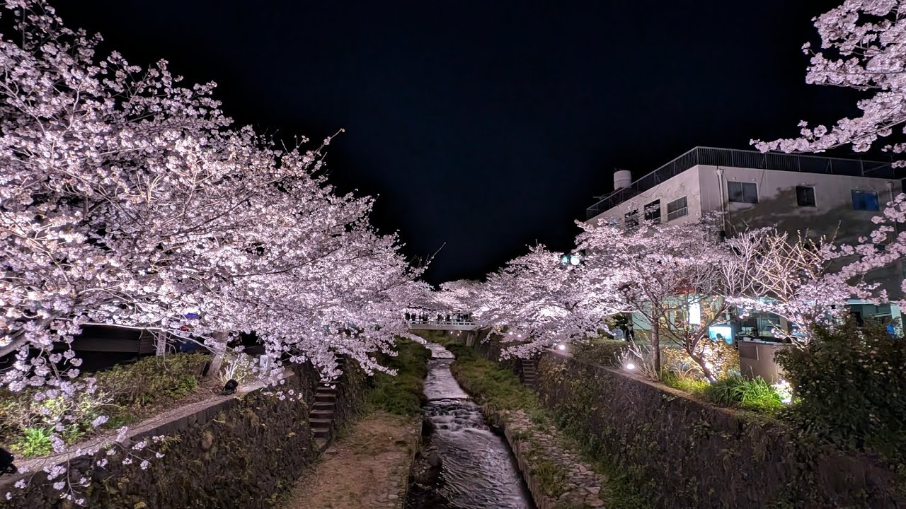 2025/04/06山口市「一の坂川の夜桜」を訪れて