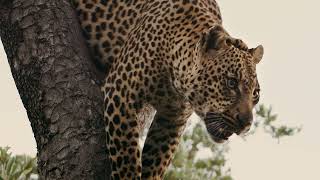 Game Drives at Ulusaba Private Game Reserve | South Africa | Virgin Limited Edition