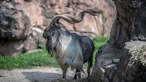 MARC6102 / ASSIGNMENT 1 / S2 / 2020 / MUSTAFA VAHANVATY / 500614684