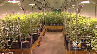 Elaborate Marijuana Grow Scheme Busted