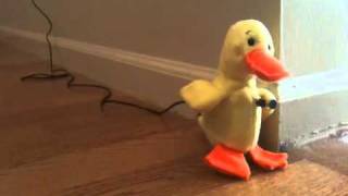 Sound Monitoring Arduino Duck