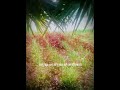 #ইসলামিক #ওয়াজ
