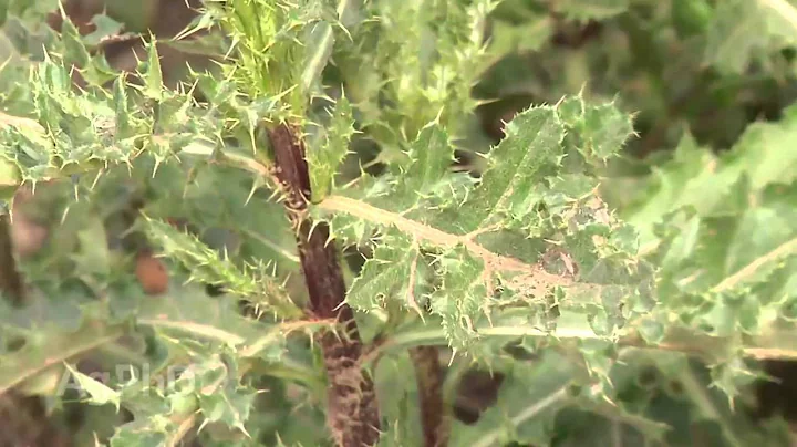 Farm Basics #889 - Noxious Weeds (Air Date 4/19/15)