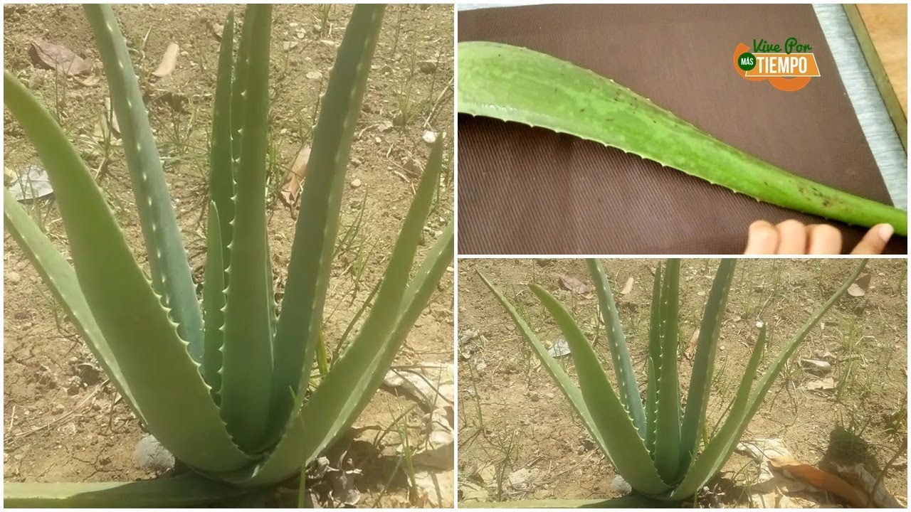 Se puede usar aloe vera directamente de la planta