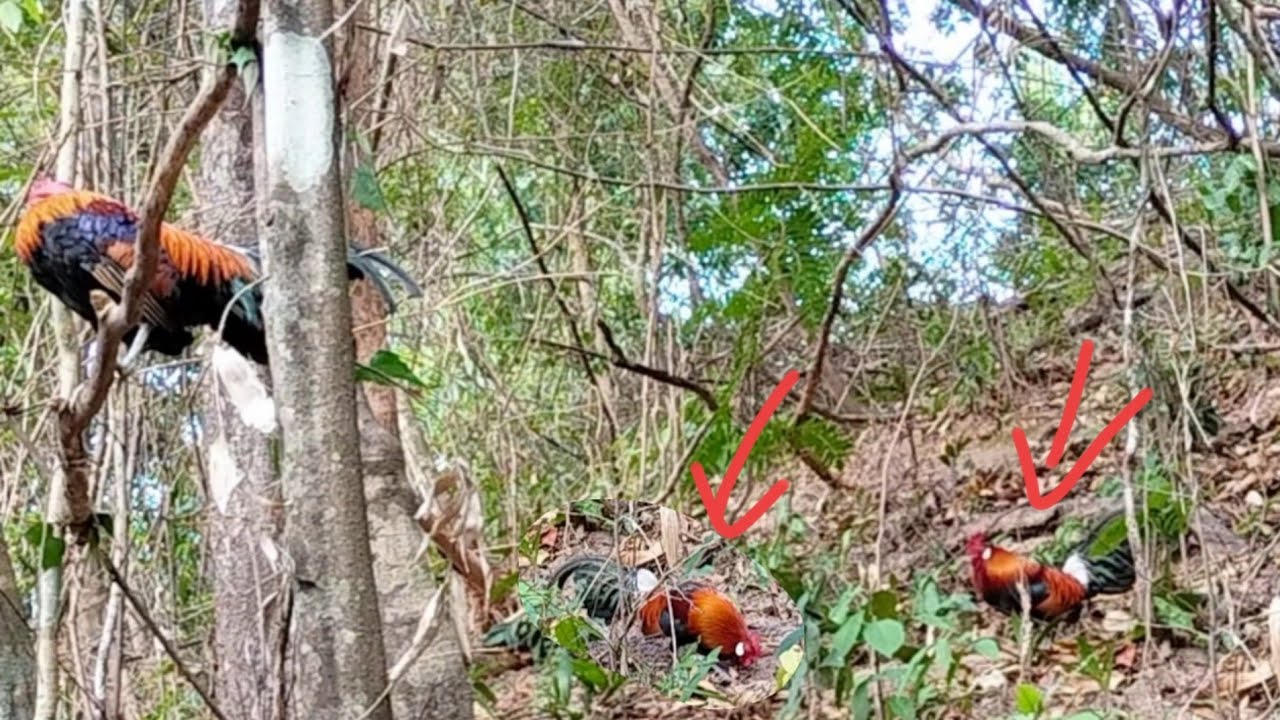 ต่อไก่ป่าเข้าดีมาก ไก่ป่าสวยมาก #Dib qaib qus tuaj zoo heev #hunting 2025