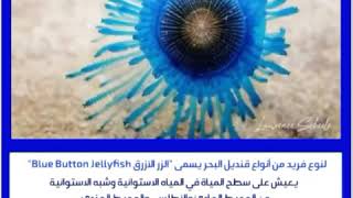 فيديو مدهشة لنوع فريد من أنواعه قنديل البحر يسمى الزر الأزرق Blue Button Jellyfish